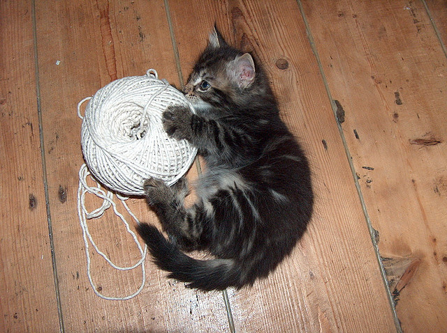 kitten with ball of yarn