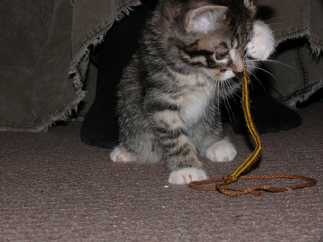 kitten with yarn