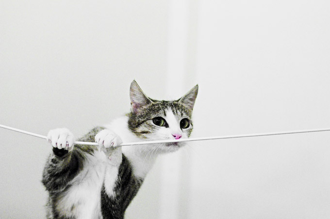 cat on string