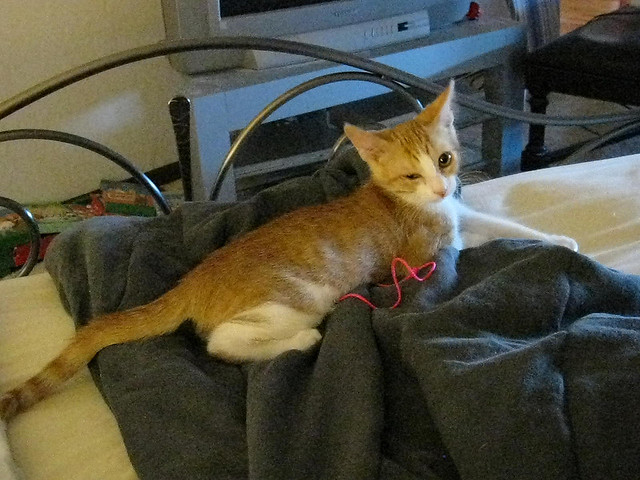 cat with yarn