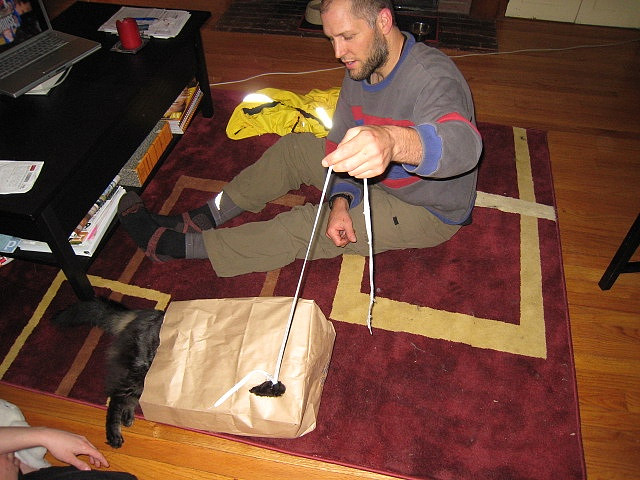 man playing with cat